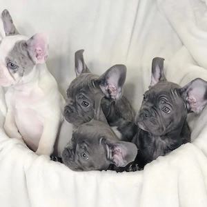 Pui de bulldog francez sănătoși și frumoși - imagine 3
