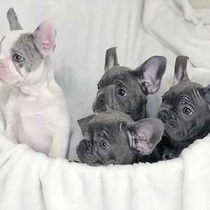 Pui de bulldog francez sănătoși și frumoși - imagine 4