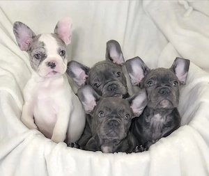 Pui de bulldog francez drăguți și sănătoși
