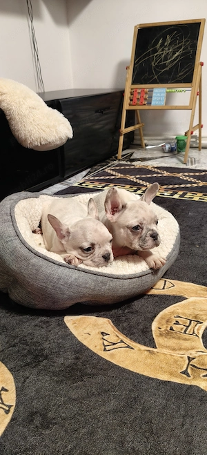 Bulldog francez diferite culori transport gratuit 