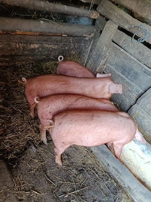 2 perechi purcei 9 săptămâni 
