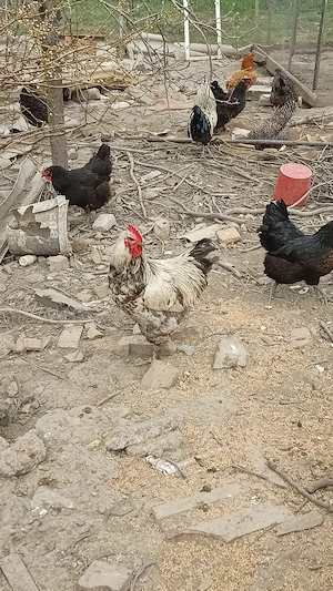 ouă de găină 