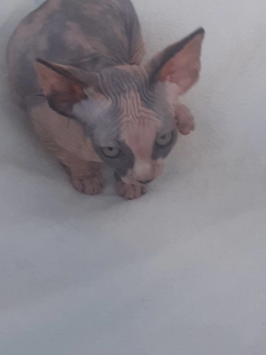 fetita sfinx
