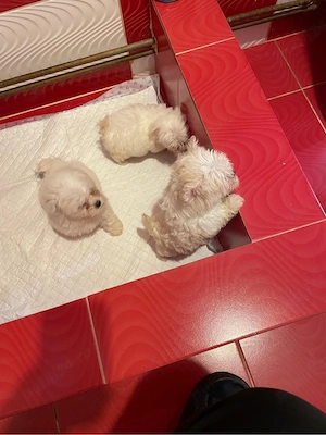 Vand bichon maltez talie mică 