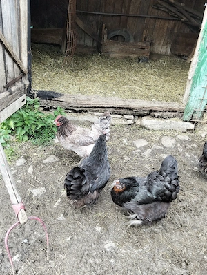 vand gaini australorp tinere 