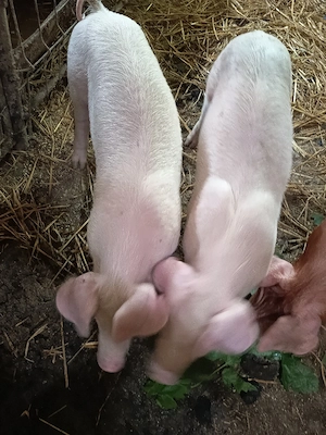 purcelusi mâncăcioși 