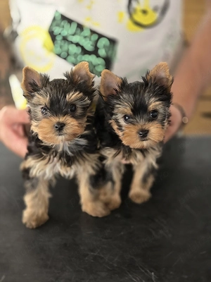 yorkshire terrier 