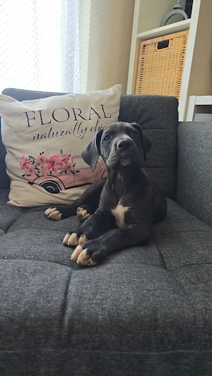  Dog German , marele danez great dane femela 