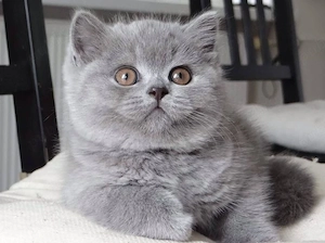British Shorthair blue  - imagine 3