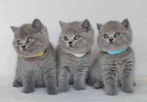 British Shorthair blue 