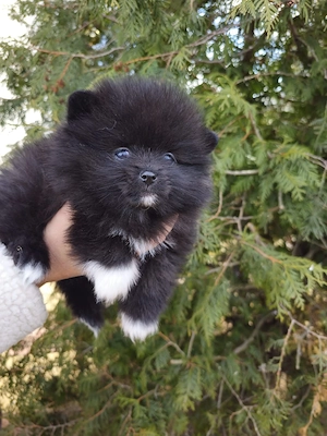 pomeranian