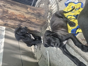  Dog German , marele danez great dane ultima femela  - imagine 3