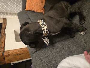  dog german  great dane marele danez de vanzare - imagine 2