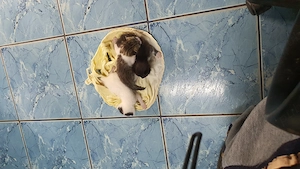 Pisoi dar nu știu sexul