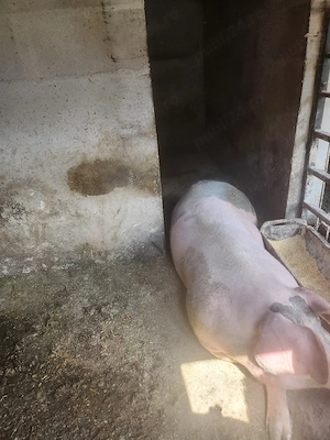 porc landras cu pietran