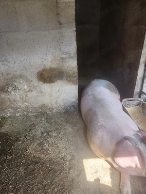 porc landras cu pietran - imagine 4