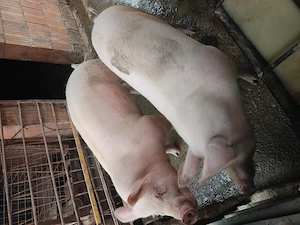 Vând porci 90 -100 kg