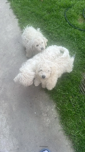 Bichon Maltez