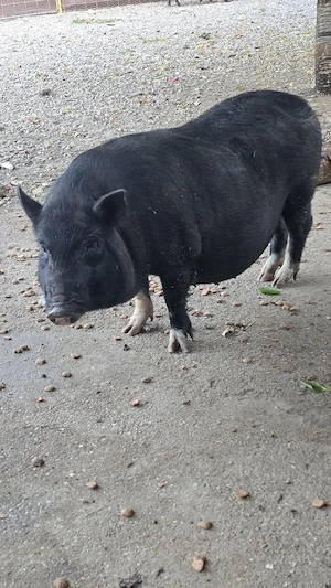 purcei vietnamez 