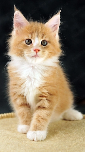 Maine coon 