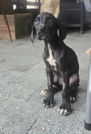 Donez femela dog german