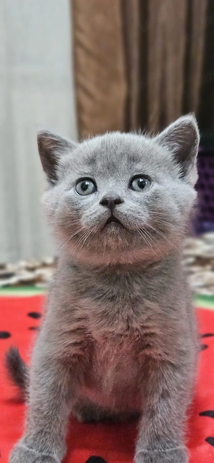 British Shorthair