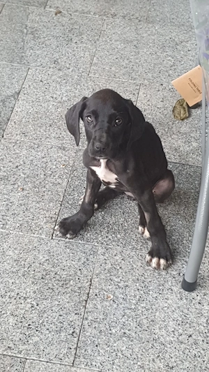 Donez femela dog german - imagine 2