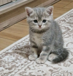 Silver tabby 