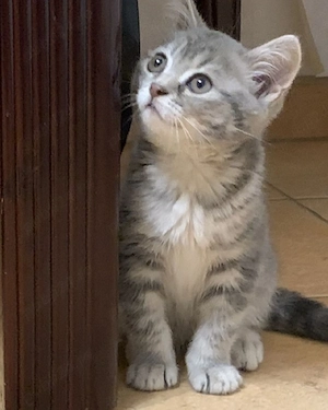 Silver tabby  - imagine 2