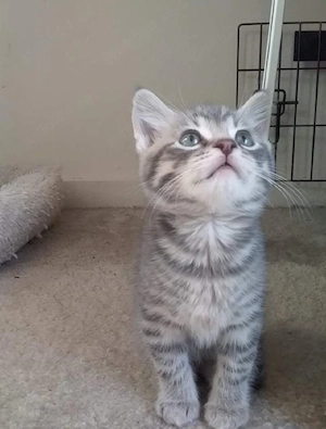 Silver tabby  - imagine 3