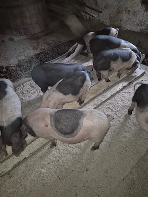 vând purcei și porci grași crescuți natural în propria gospodărie 