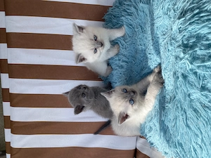 Pisici British Shorthair 
