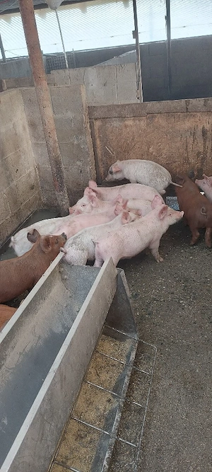 purcei de vânzare 