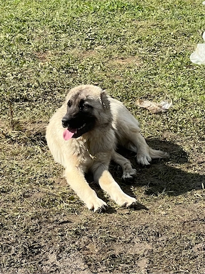femela kangal caucazian