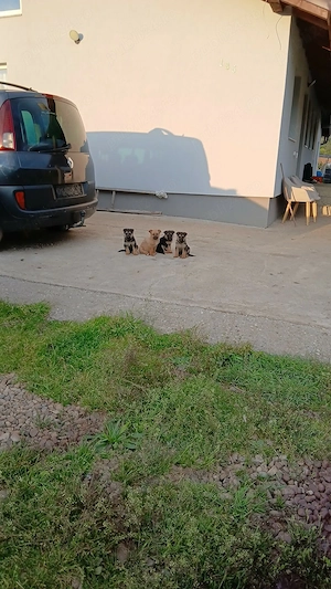 Vand căței de rasă Ciobanesc German