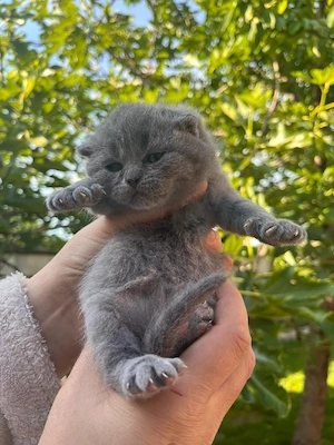 Scottish fold  - imagine 2