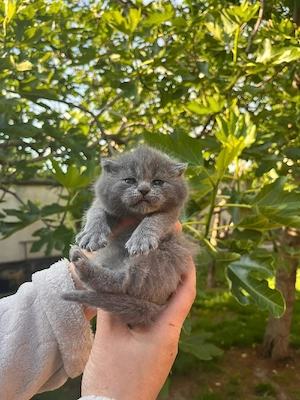 Scottish fold  - imagine 4