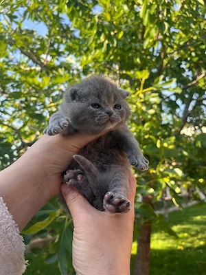 Scottish fold  - imagine 3