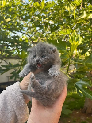 Scottish fold 