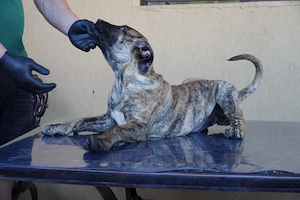 Pui de Presa Canario cu Pedigree FCI din parinti campioni - imagine 3