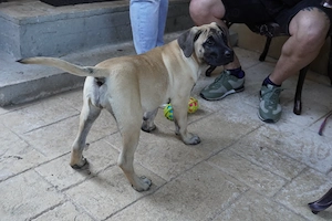 Pui de Presa Canario cu Pedigree FCI din parinti campioni - imagine 2