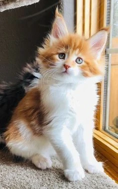 Maine Coon rasă pură 