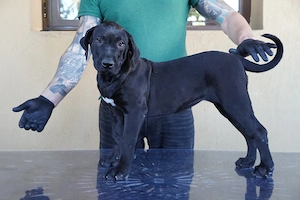 Pui de Presa Canario cu Pedigree FCI din parinti campioni - imagine 4
