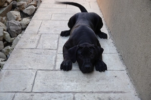 Pui de Presa Canario cu Pedigree FCI din parinti campioni - imagine 5
