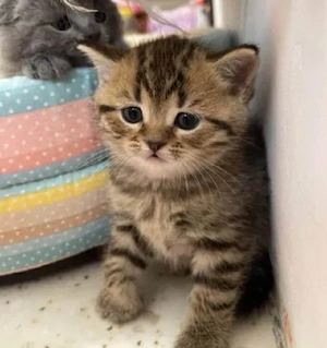 British Shorthair 