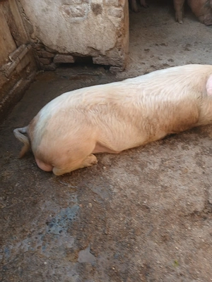 vand porci