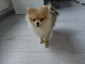 Pomeranian MINI TOY - 2 kg la maturitate  - imagine 4