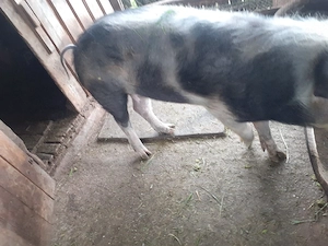 porc de vânarea 