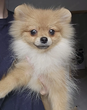 Pomeranian MINI TOY - 2 kg la maturitate 