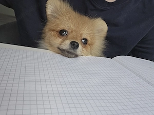Pomeranian MINI TOY - 2 kg la maturitate  - imagine 5
